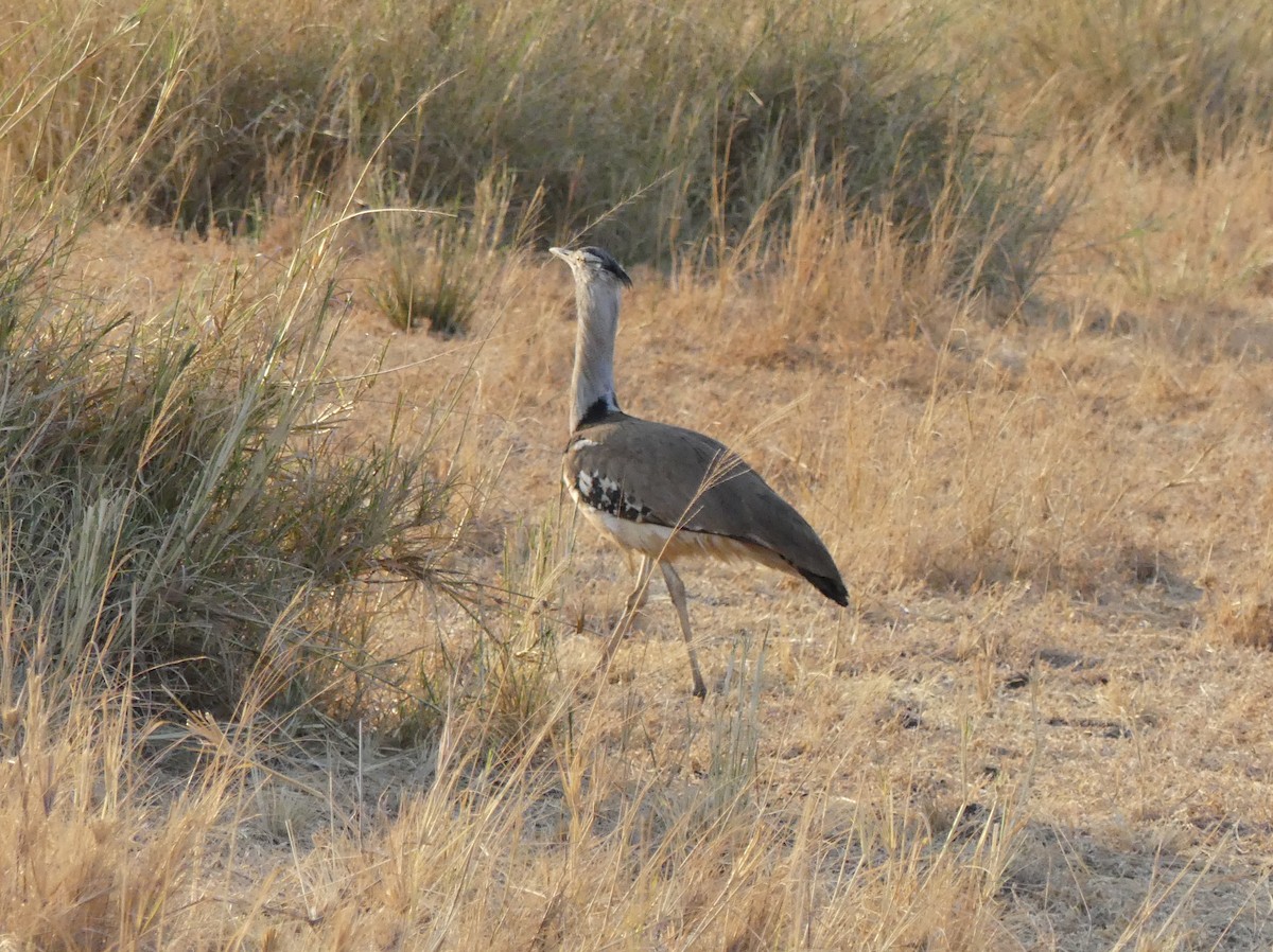 Kori Bustard - ML643637753