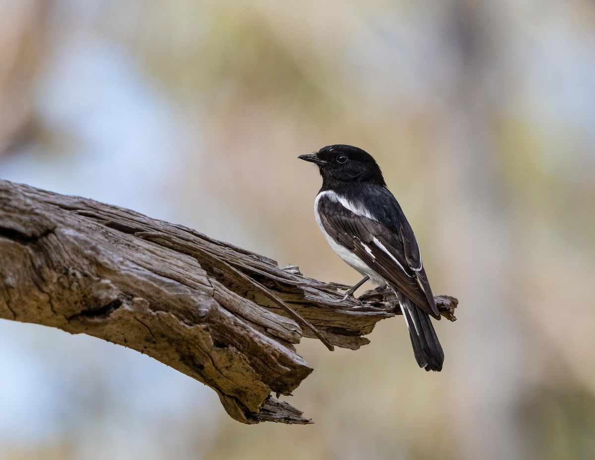 Hooded Robin - ML643637763
