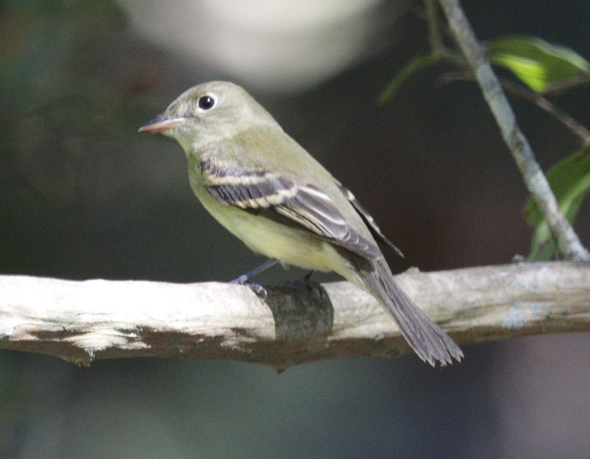 Mosquero Verdoso - ML643637768