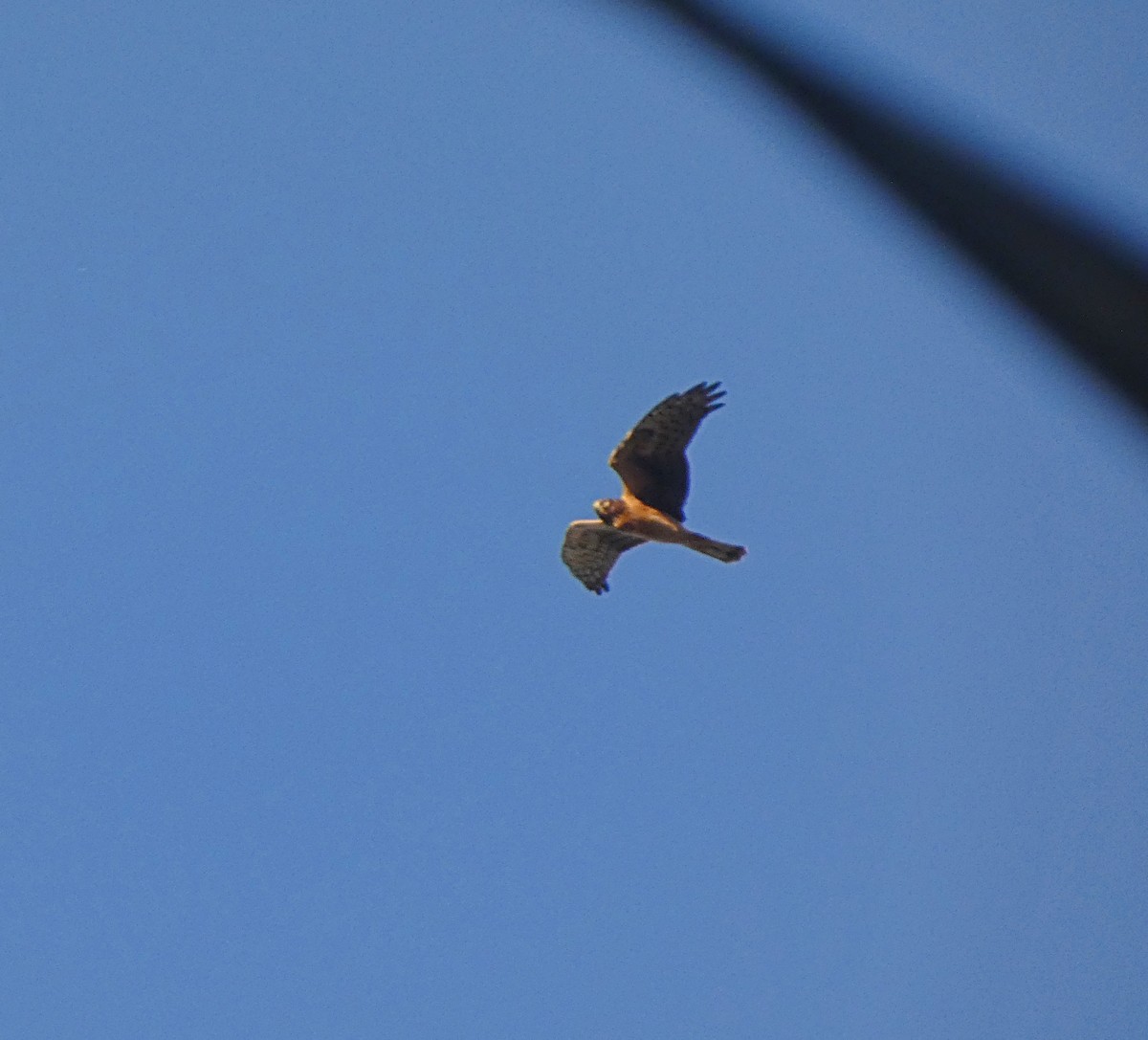 Northern Harrier - ML643637770