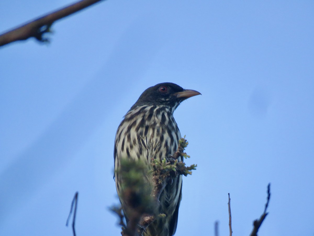 Palmchat - ML643637778