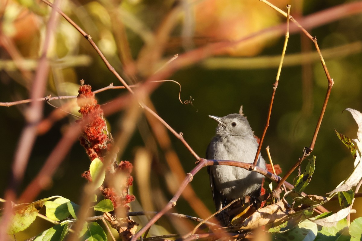Gray Catbird - ML643637782