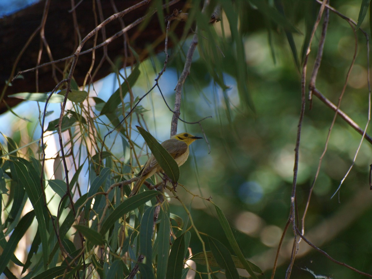 Yellow-tinted Honeyeater - ML643637791