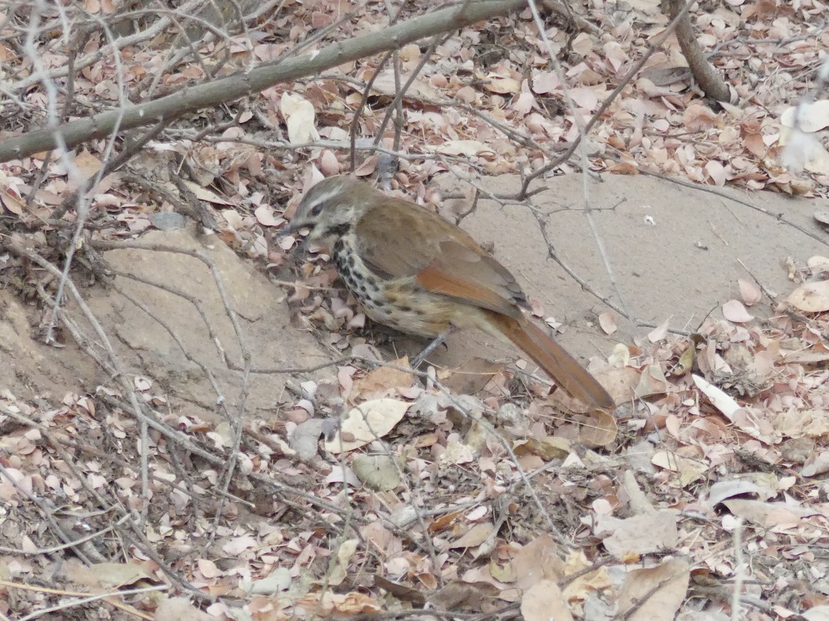 Spotted Morning-Thrush - ML643637817