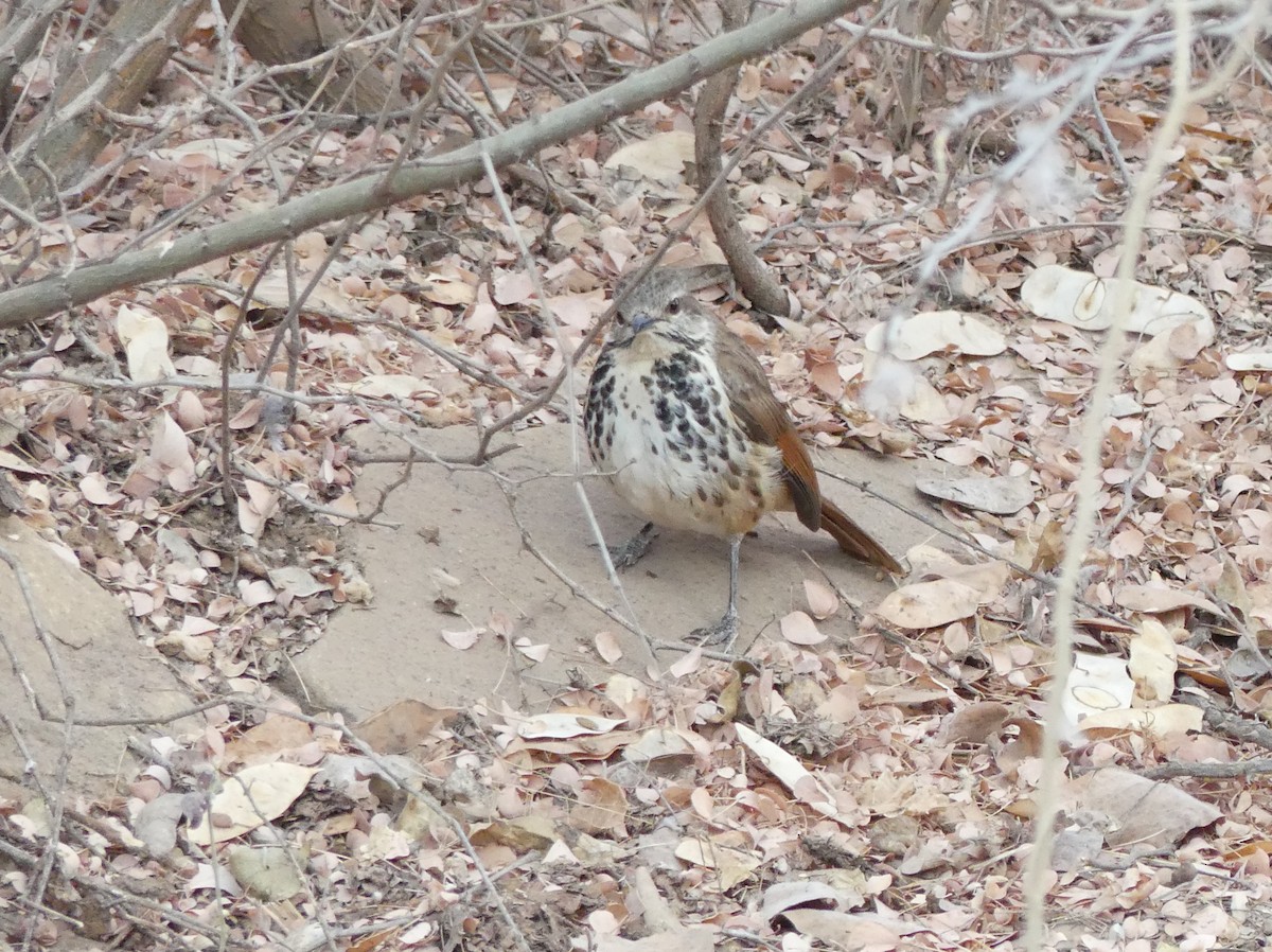 Spotted Morning-Thrush - ML643637818