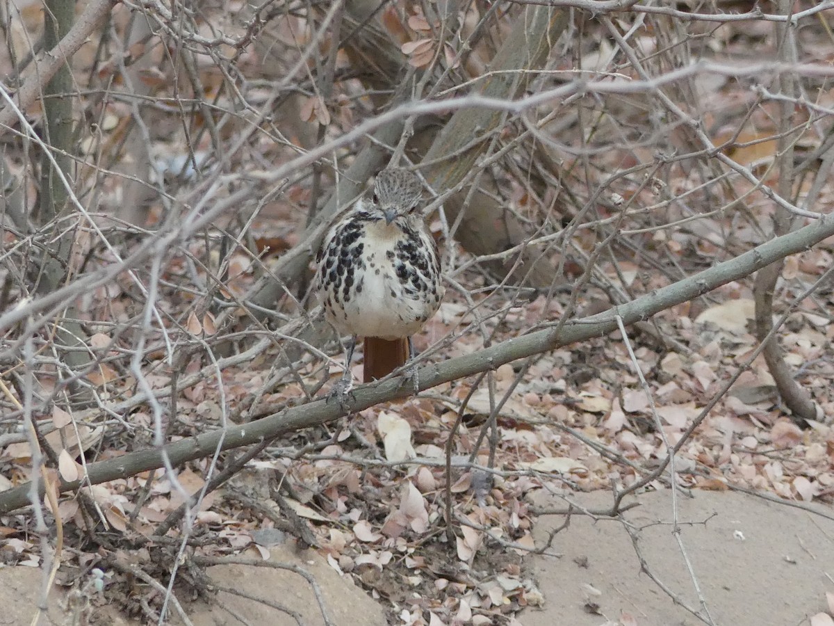 Spotted Morning-Thrush - ML643637819