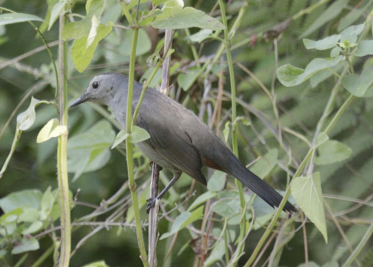 Gray Catbird - ML643637821