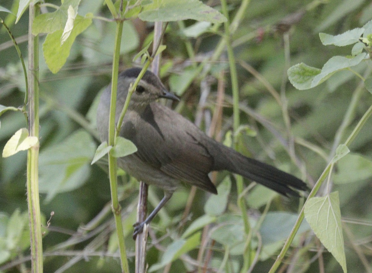 Gray Catbird - ML643637829