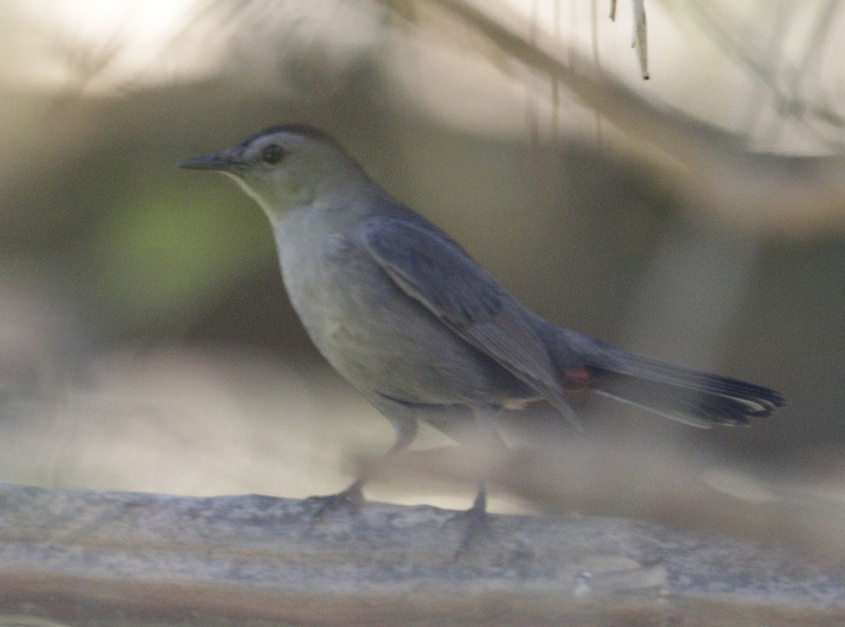 Gray Catbird - ML643637831