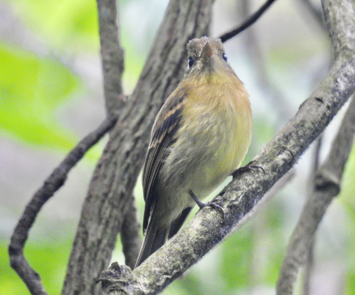 Yellowish Flycatcher - ML643637840