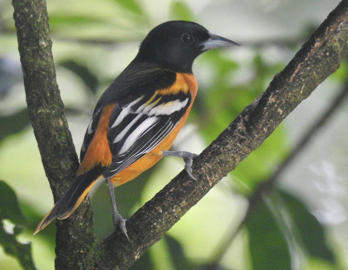 Baltimoretrupial - ML643637893