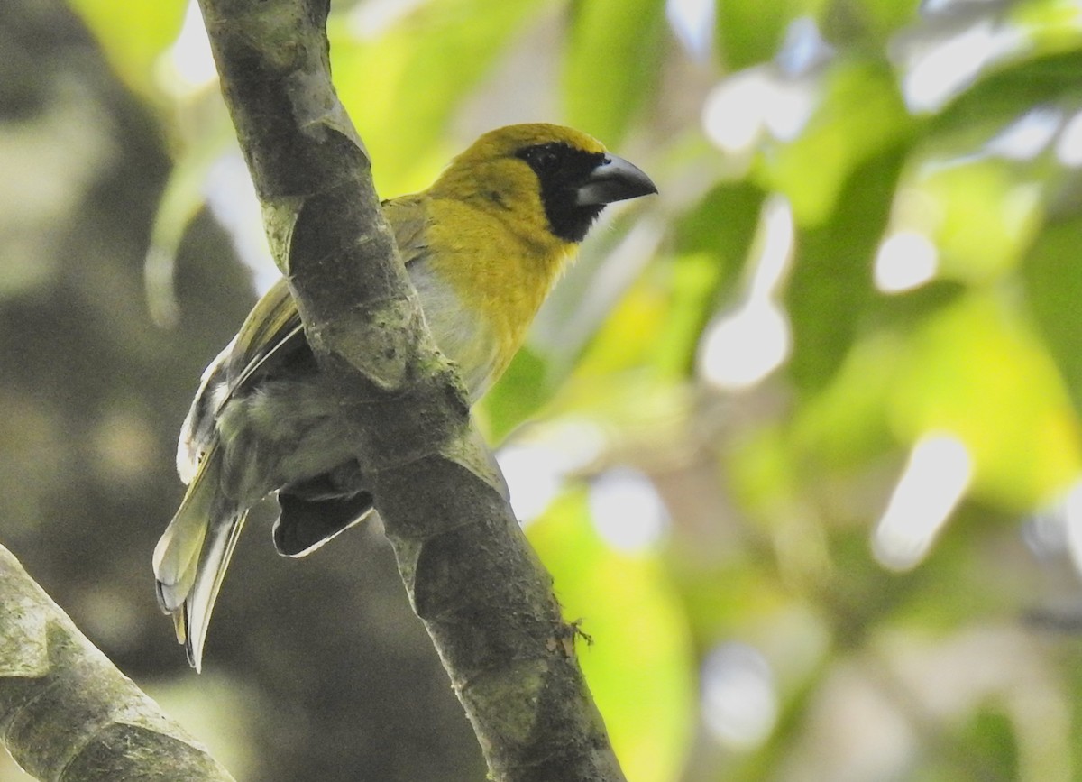 シロハラキミドリイカル - ML643637900