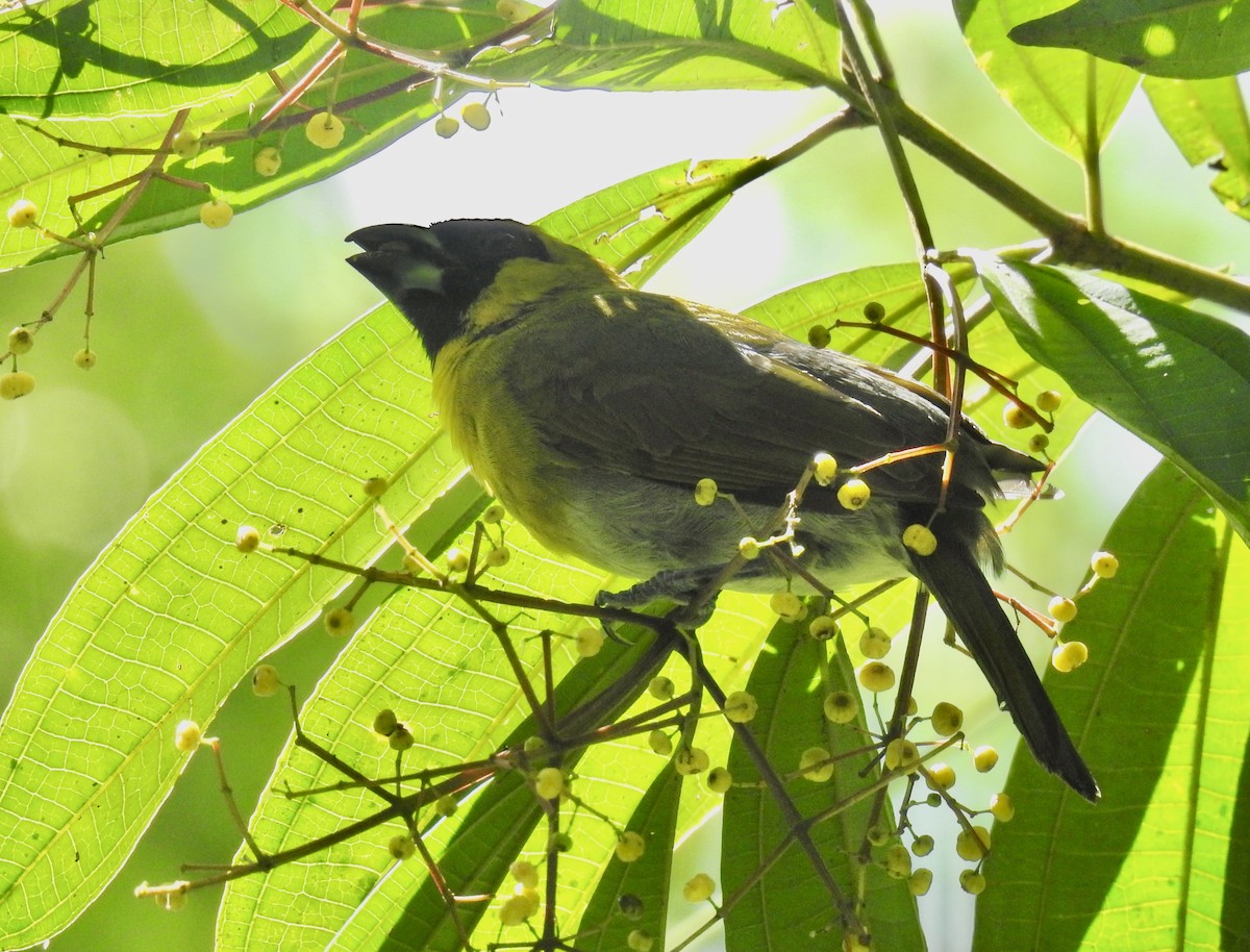 シロハラキミドリイカル - ML643637902