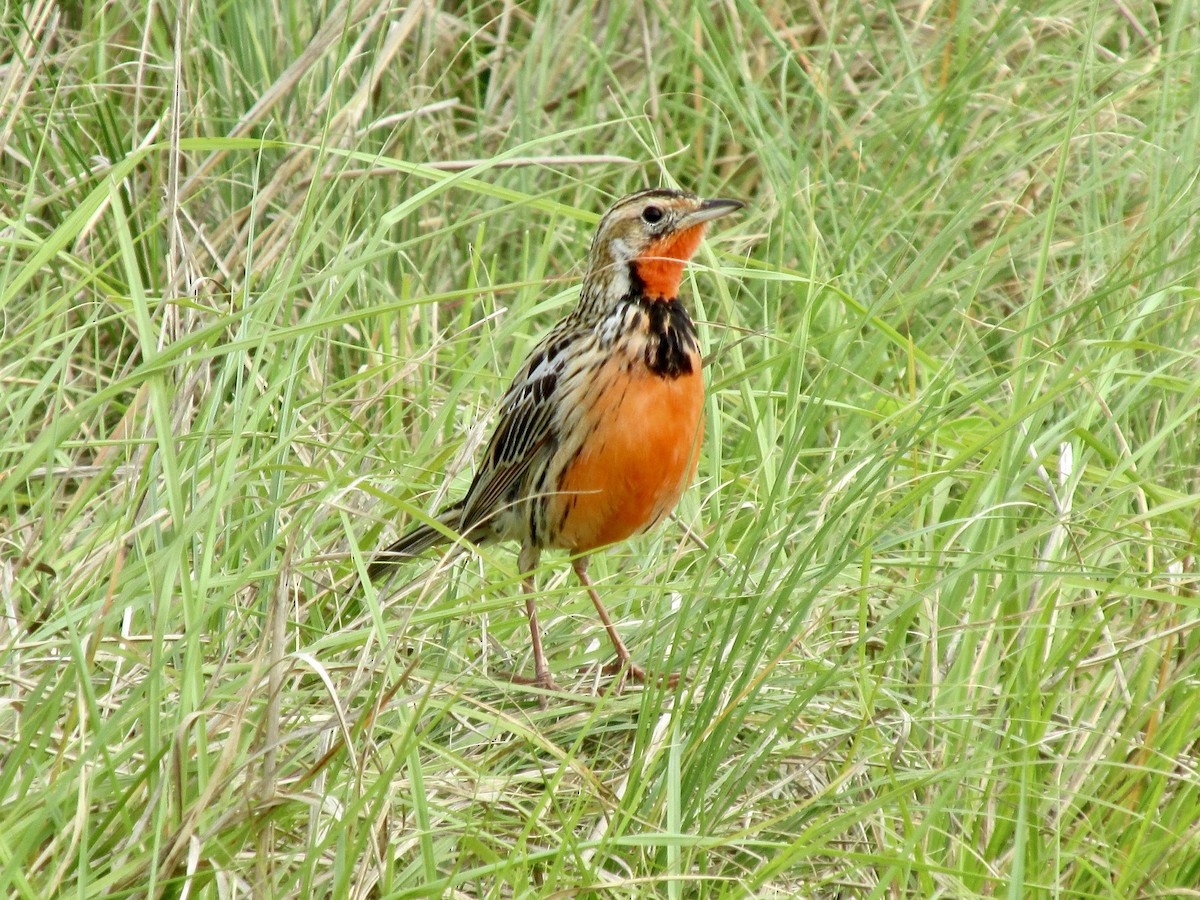 Rosy-throated Longclaw - ML643637915