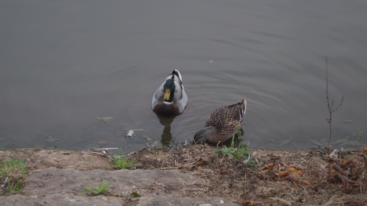 Mallard - ML643637921