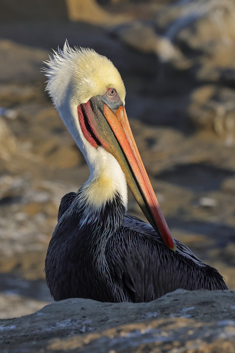 Brown Pelican - ML643637922