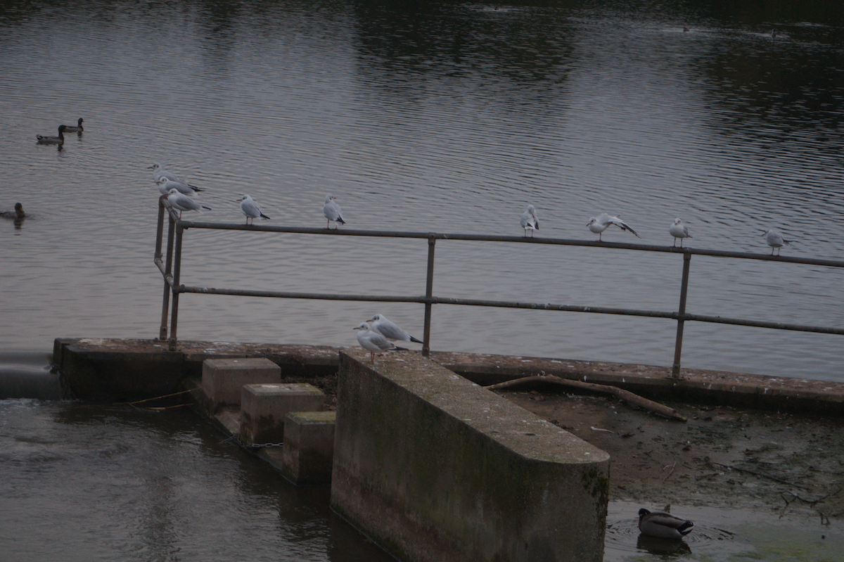 Black-headed Gull - ML643637925