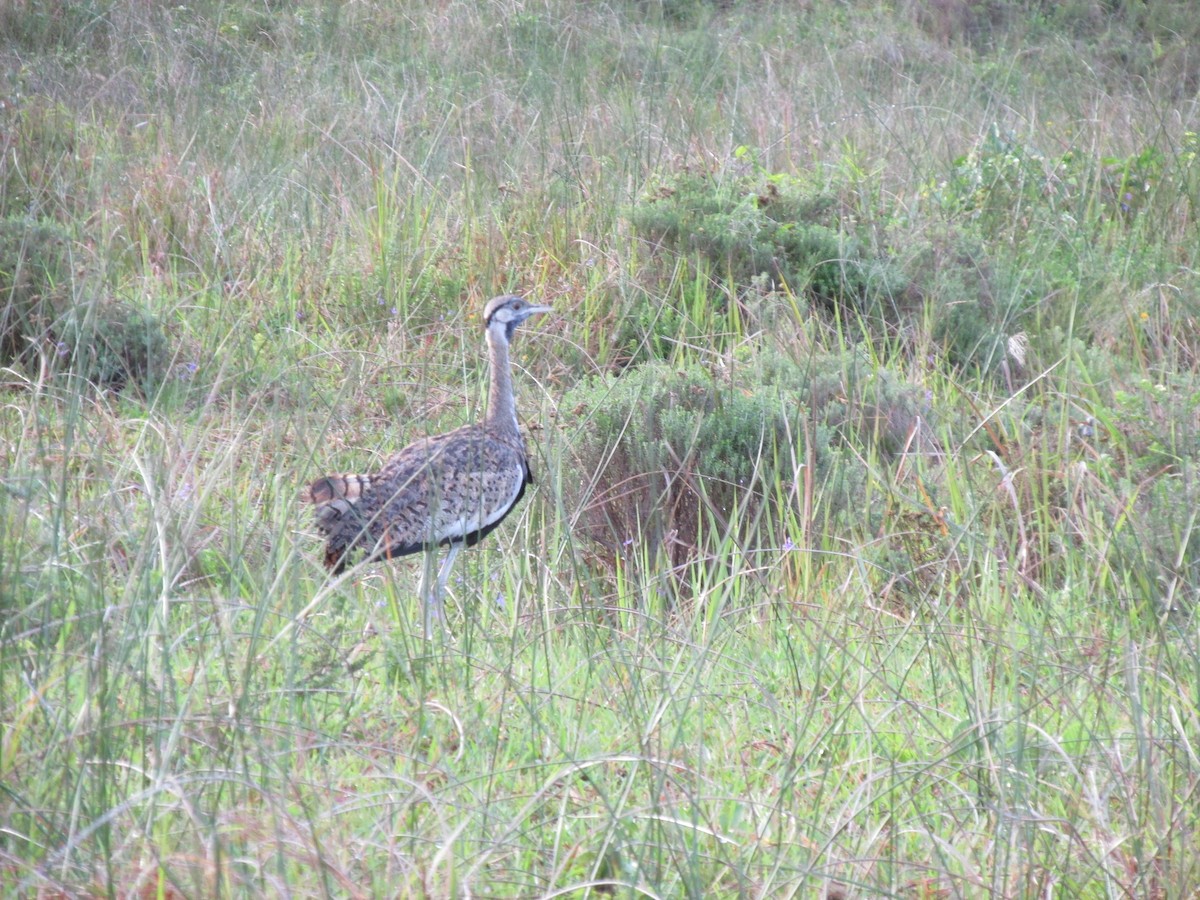 Black-bellied Bustard - ML643637926