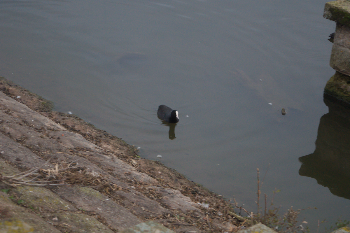 Eurasian Coot - ML643637930