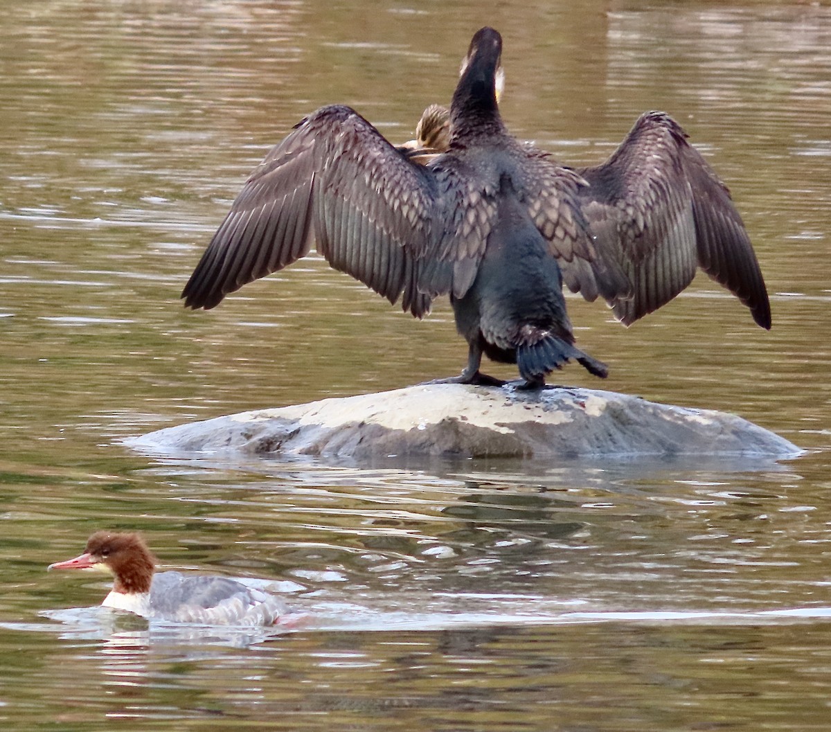 Great Cormorant - ML643637945