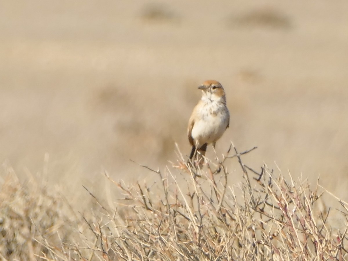 Dune Lark - ML643637953