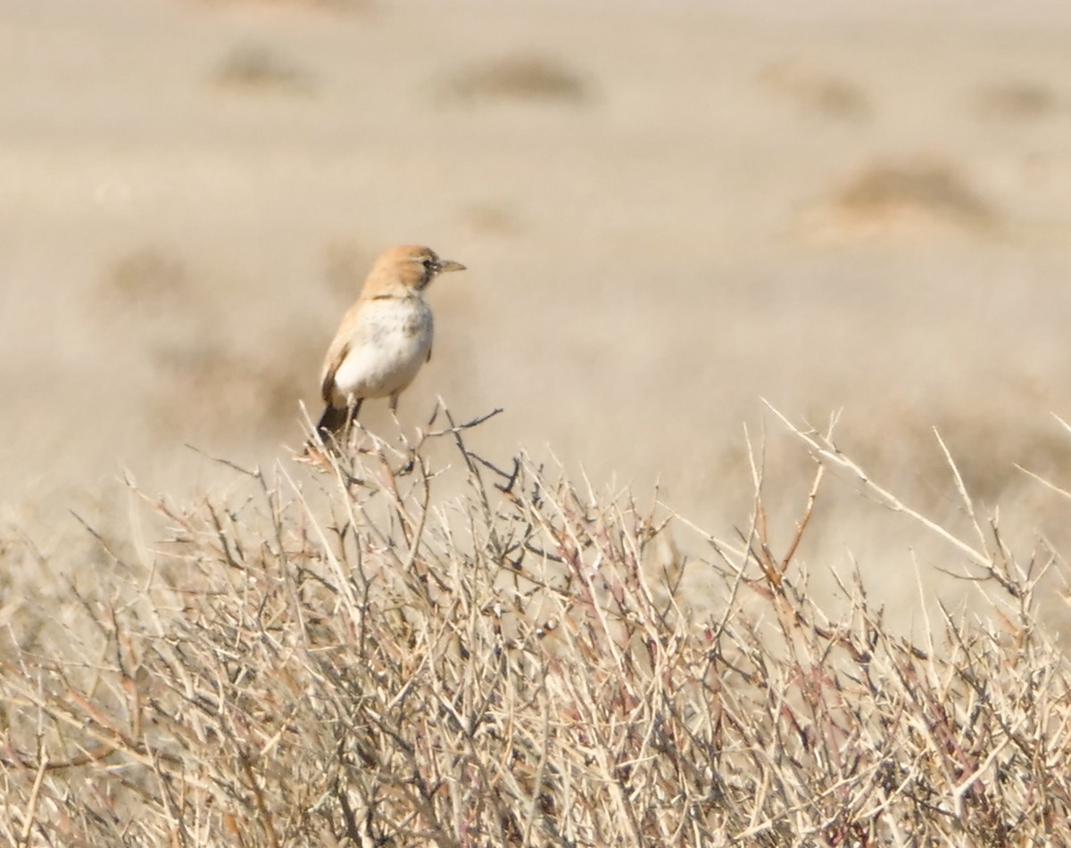 Dune Lark - ML643637954