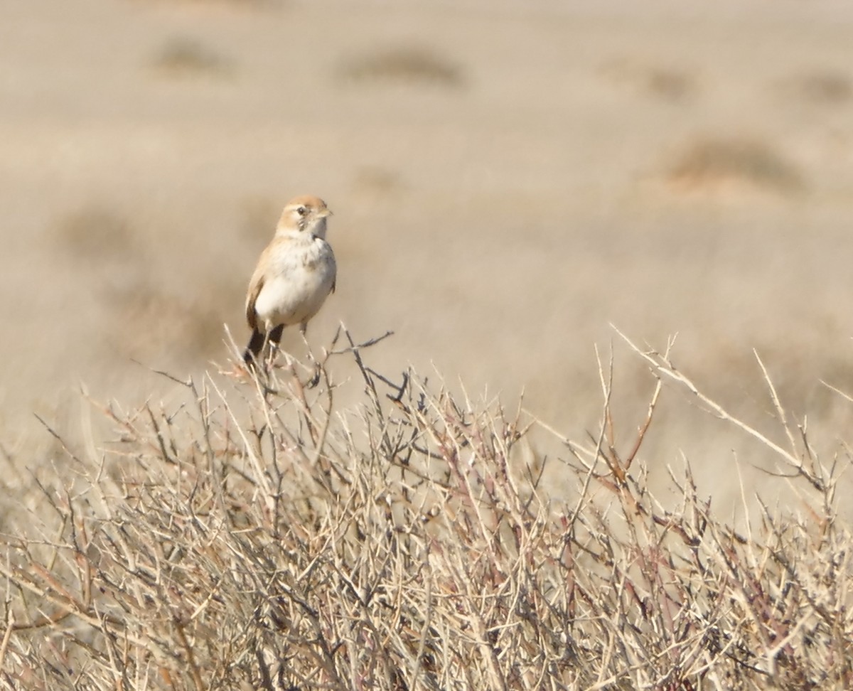 Dune Lark - ML643637955