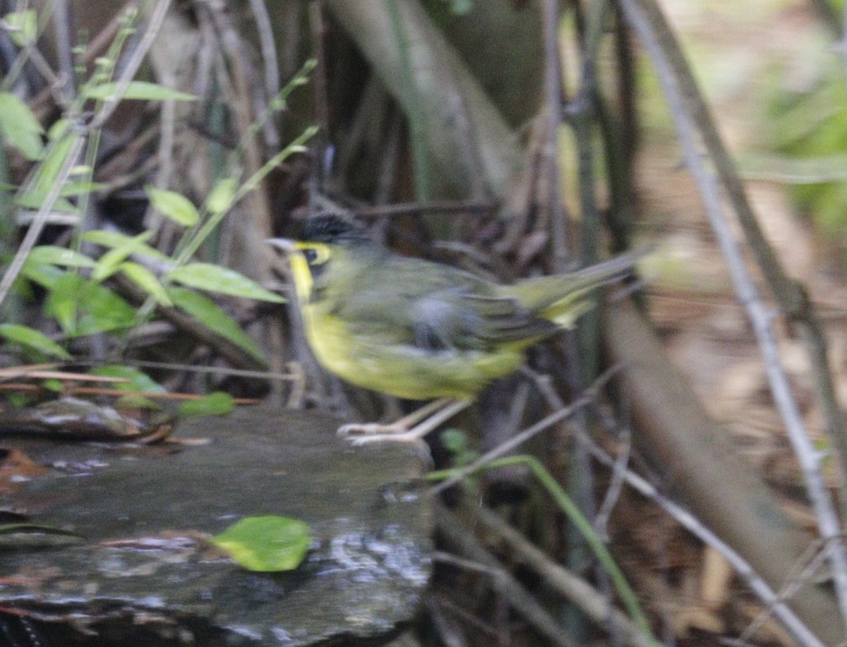 Kentucky Warbler - ML643637960