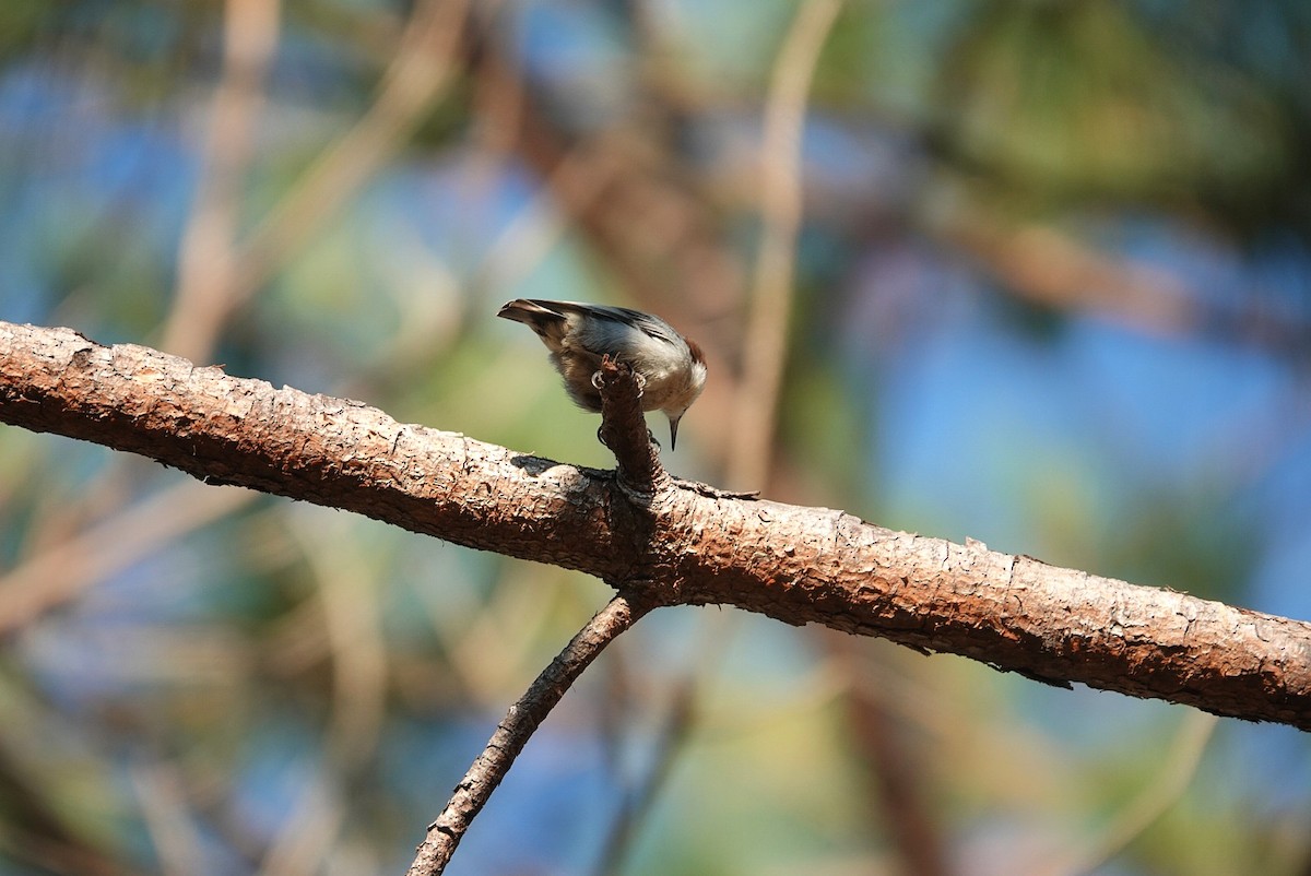 Brown-headed Nuthatch - ML643637966