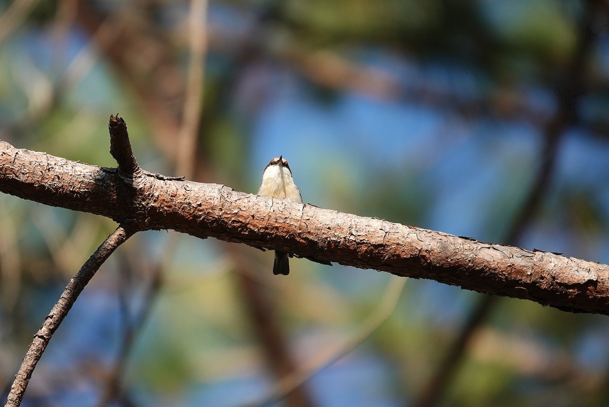 Brown-headed Nuthatch - ML643637967