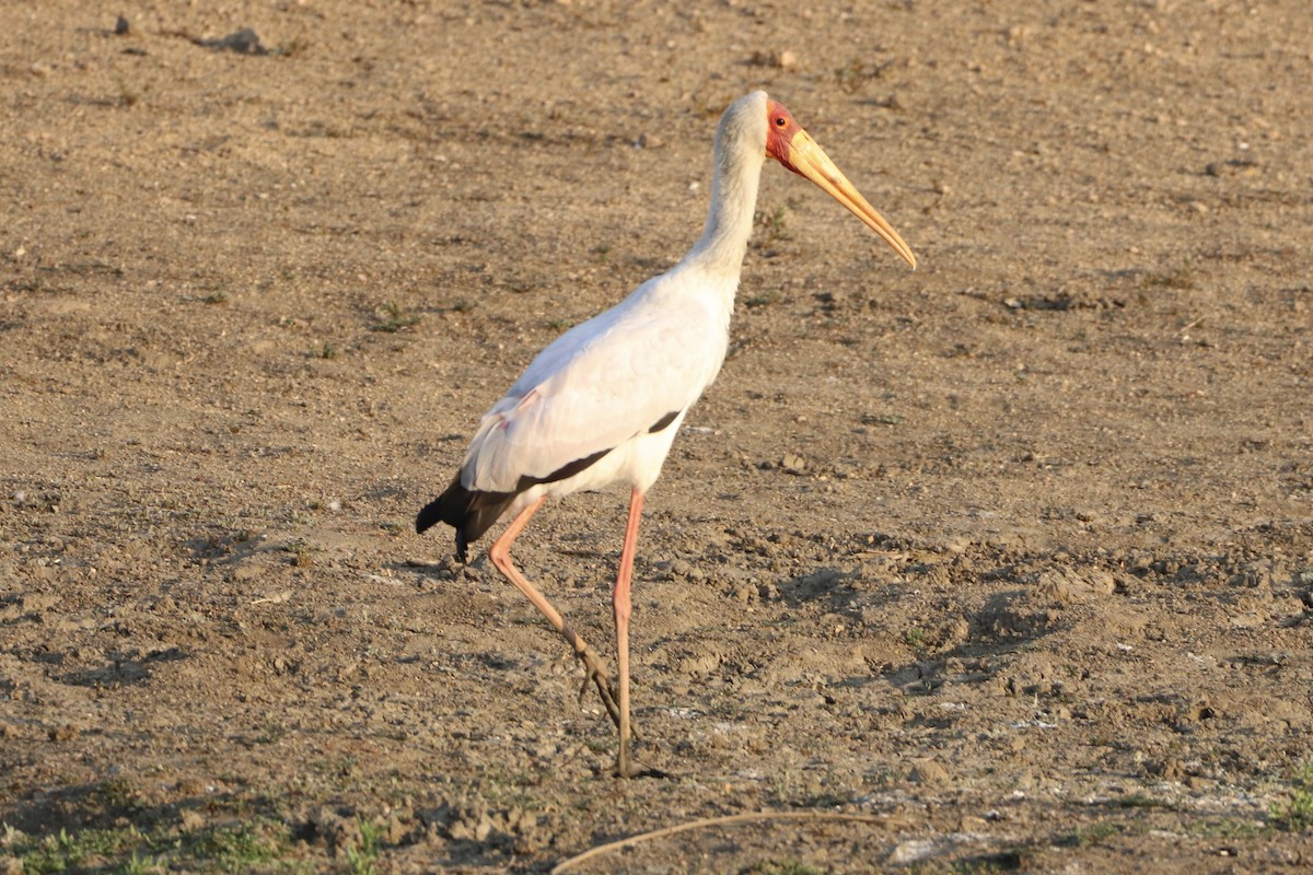 Yellow-billed Stork - ML643637990