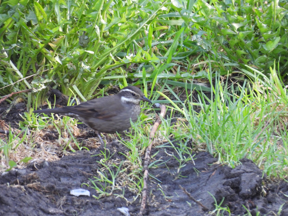 Cinclode à ventre sombre - ML643637998