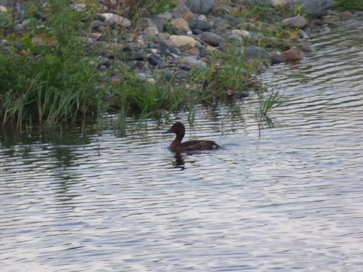 Ferruginous Duck - ML643638000