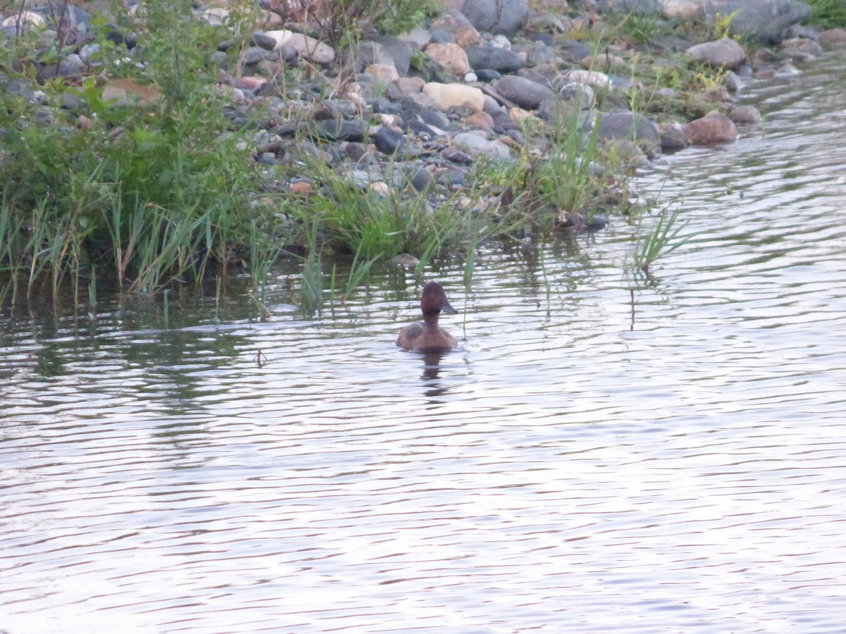 Ferruginous Duck - ML643638001