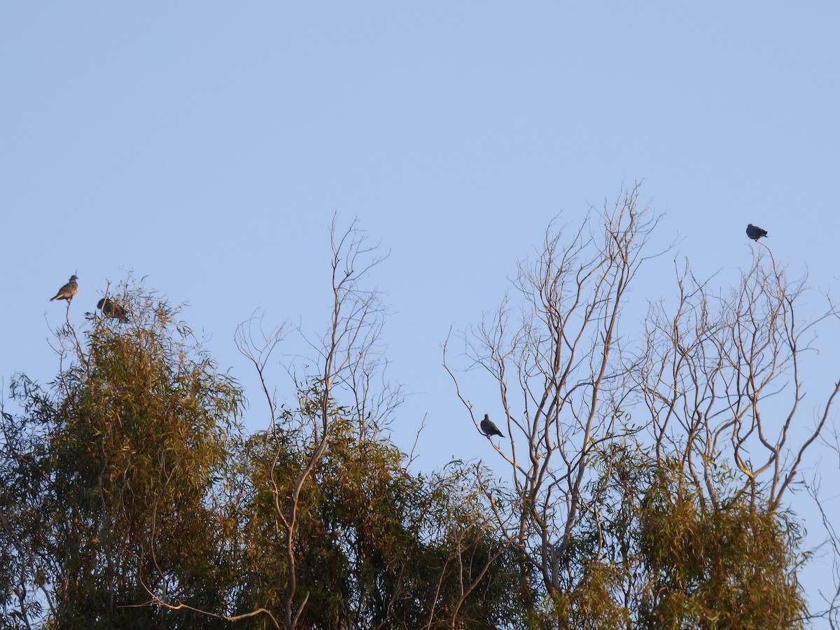 Common Wood-Pigeon - ML643638003