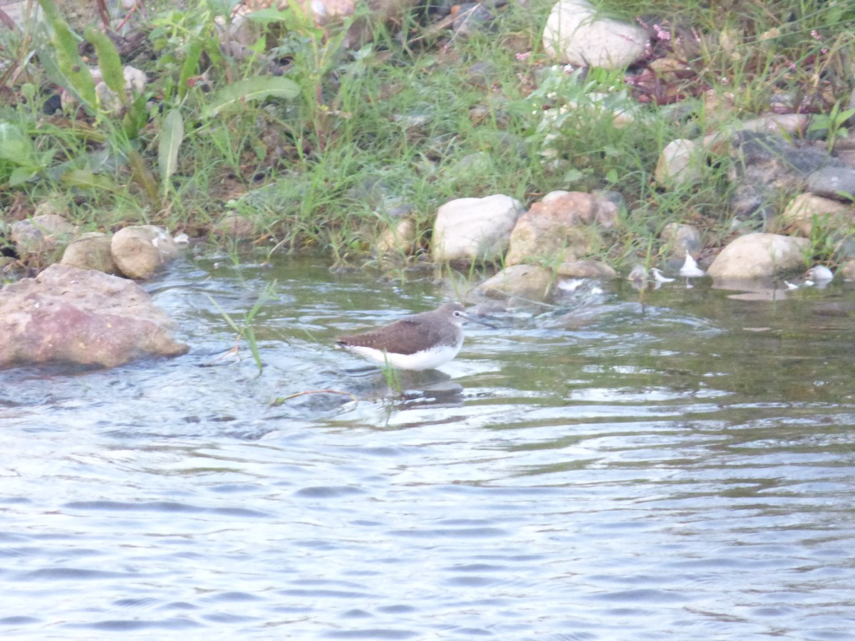 Green Sandpiper - ML643638004
