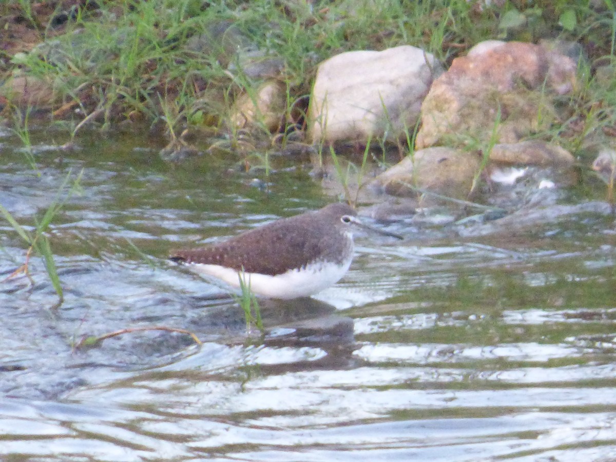 Green Sandpiper - ML643638005