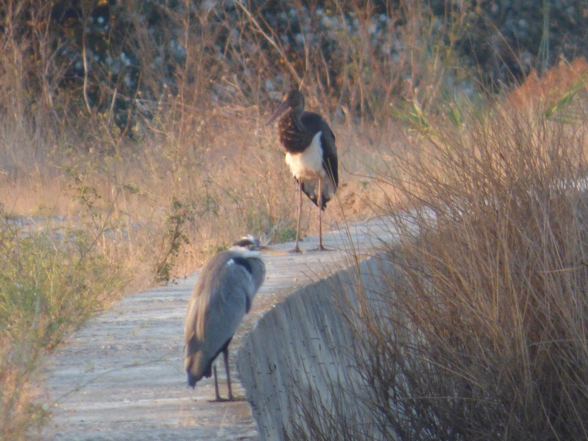 Black Stork - ML643638006