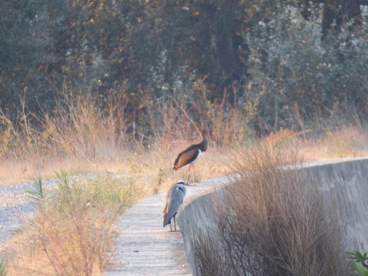 Black Stork - ML643638007