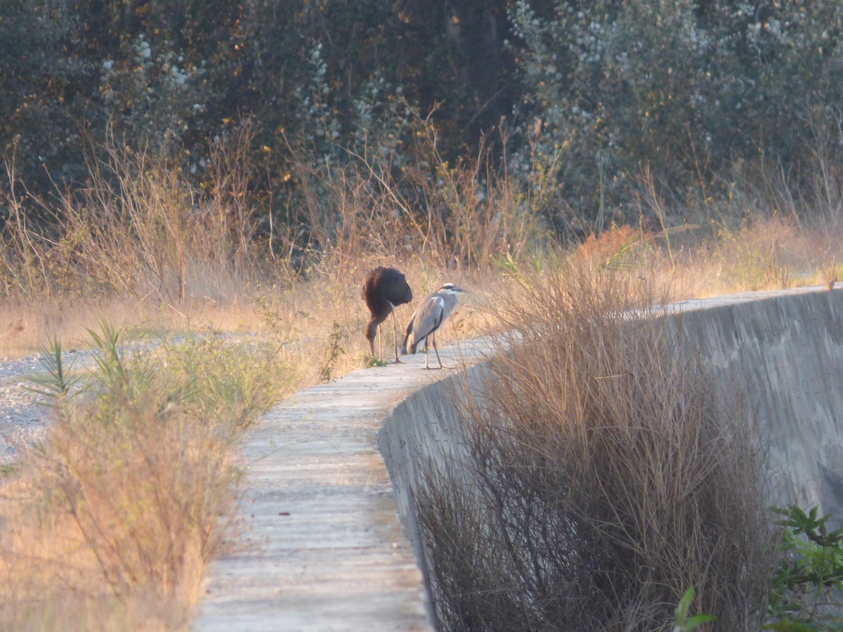 Black Stork - ML643638008