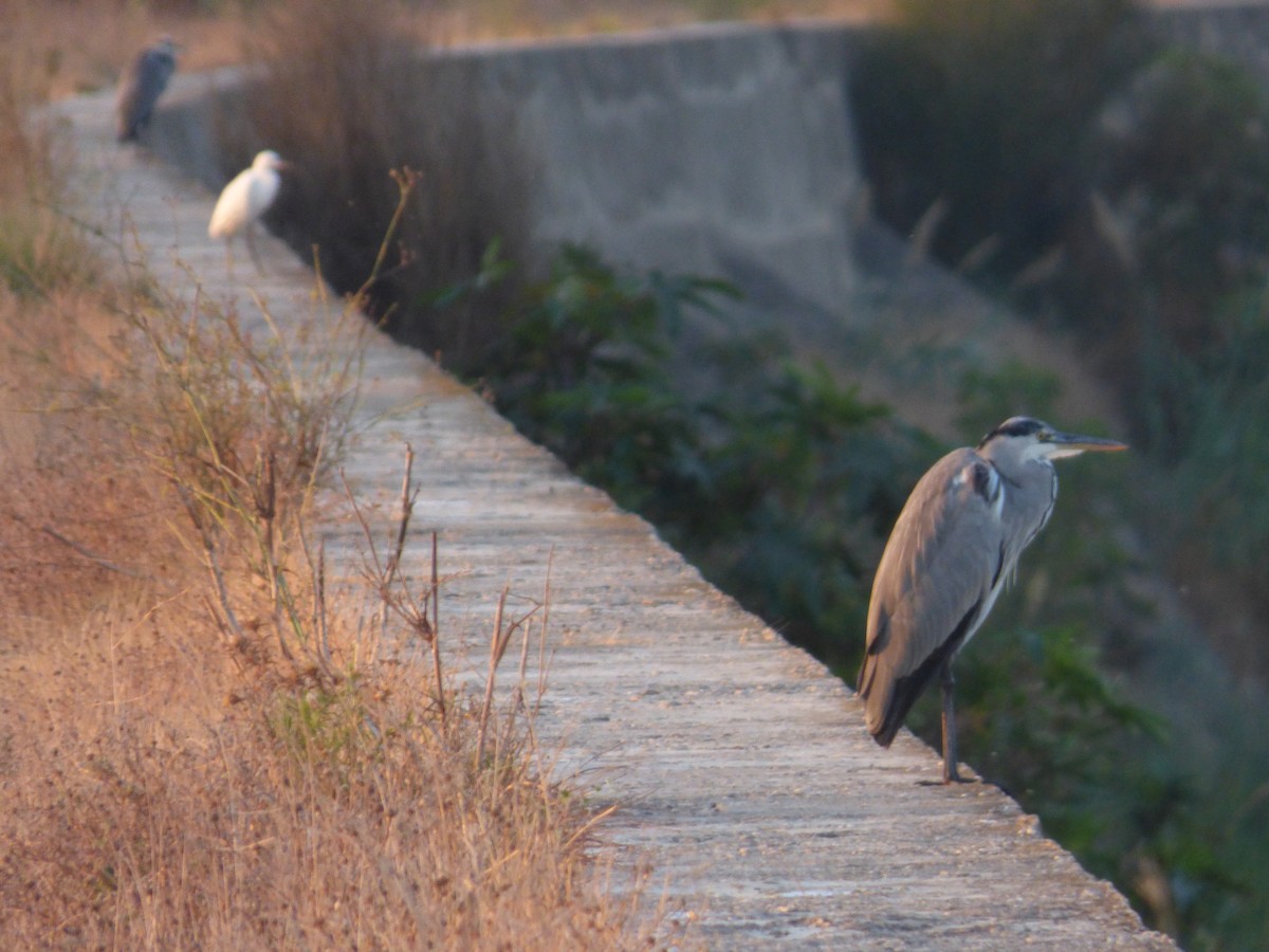 Gray Heron - ML643638009