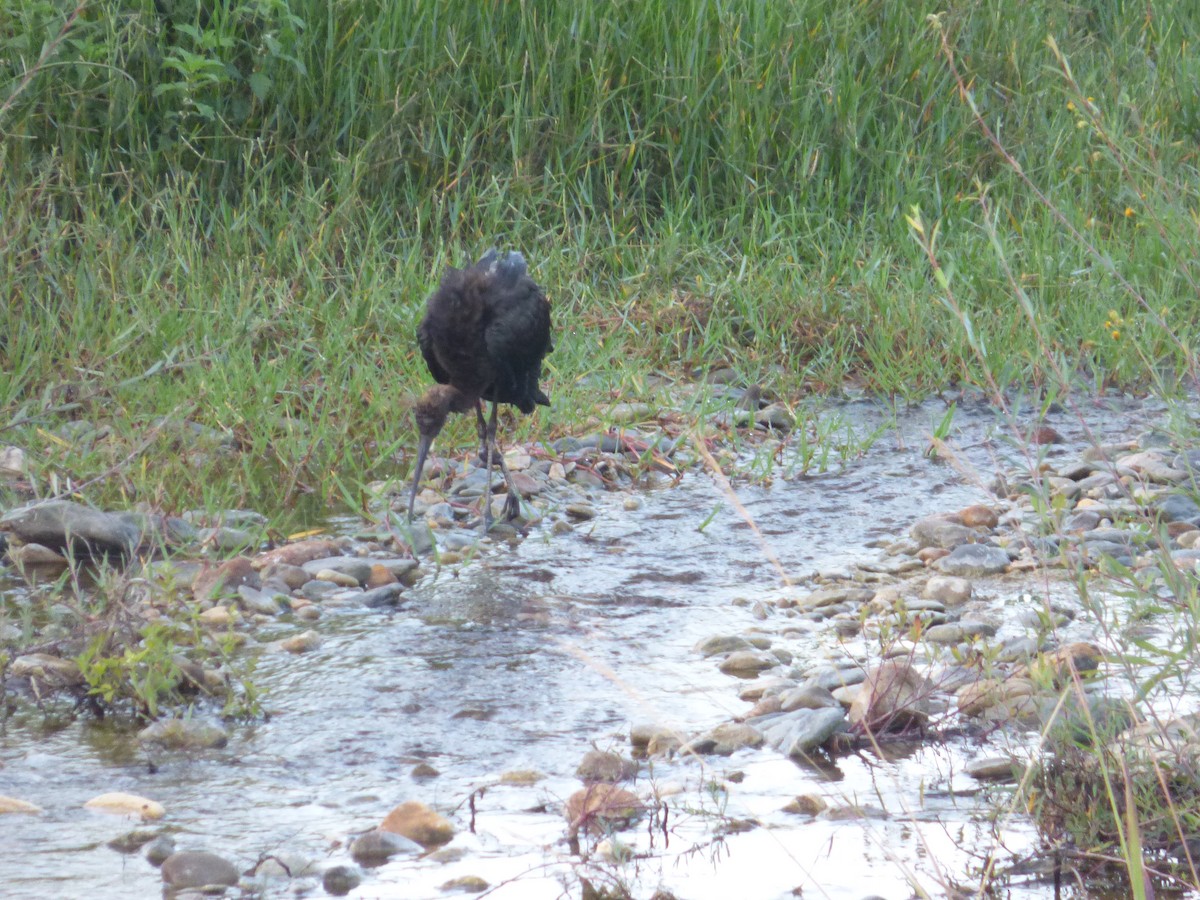 Glossy Ibis - ML643638012