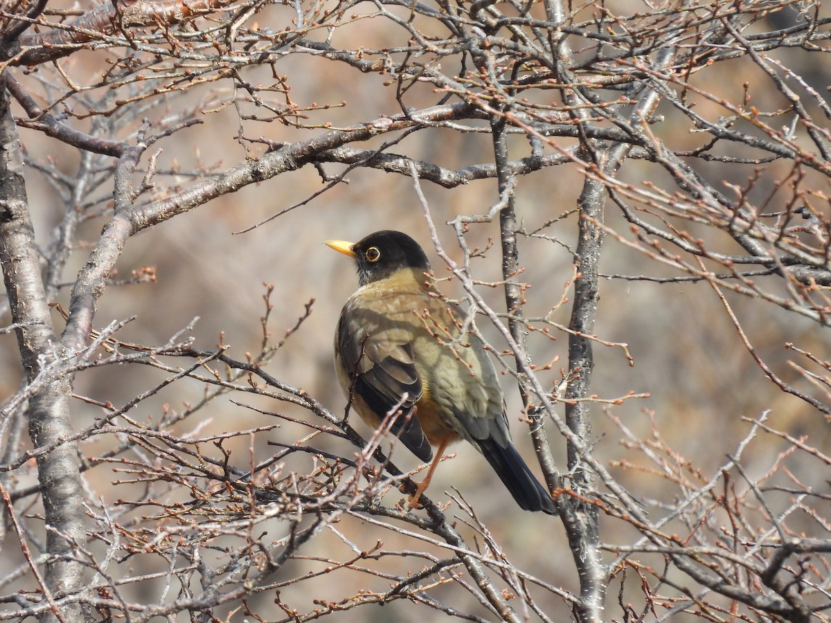 Austral Thrush - ML643638013
