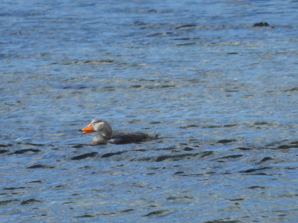Flightless Steamer-Duck - ML643638018