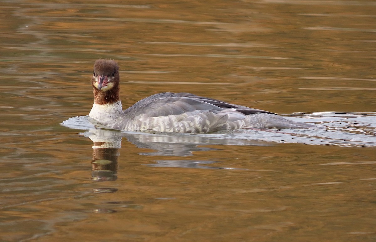 Common Merganser - ML643638021