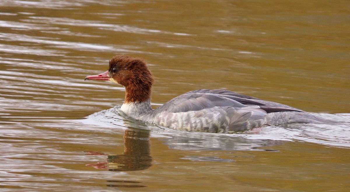 Common Merganser - ML643638022