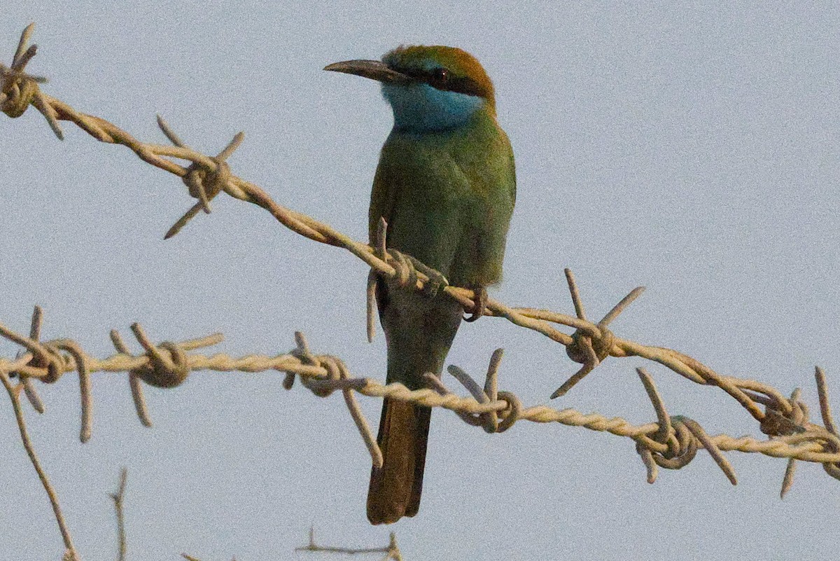 Arabian Green Bee-eater - ML643638042