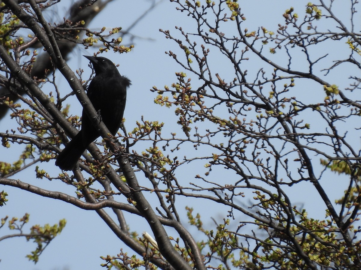 Austral Blackbird - ML643638055