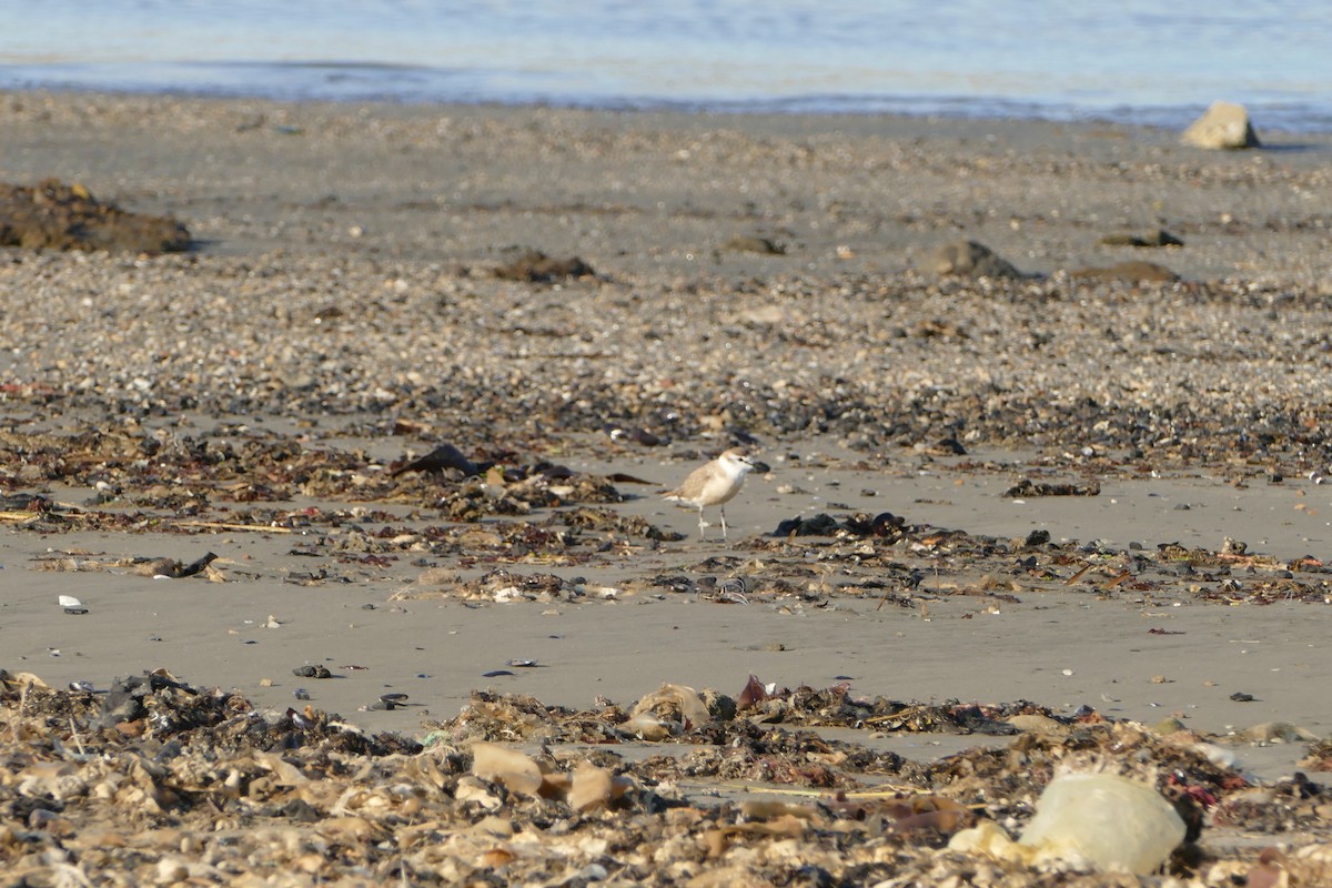 White-fronted Plover - ML643638062