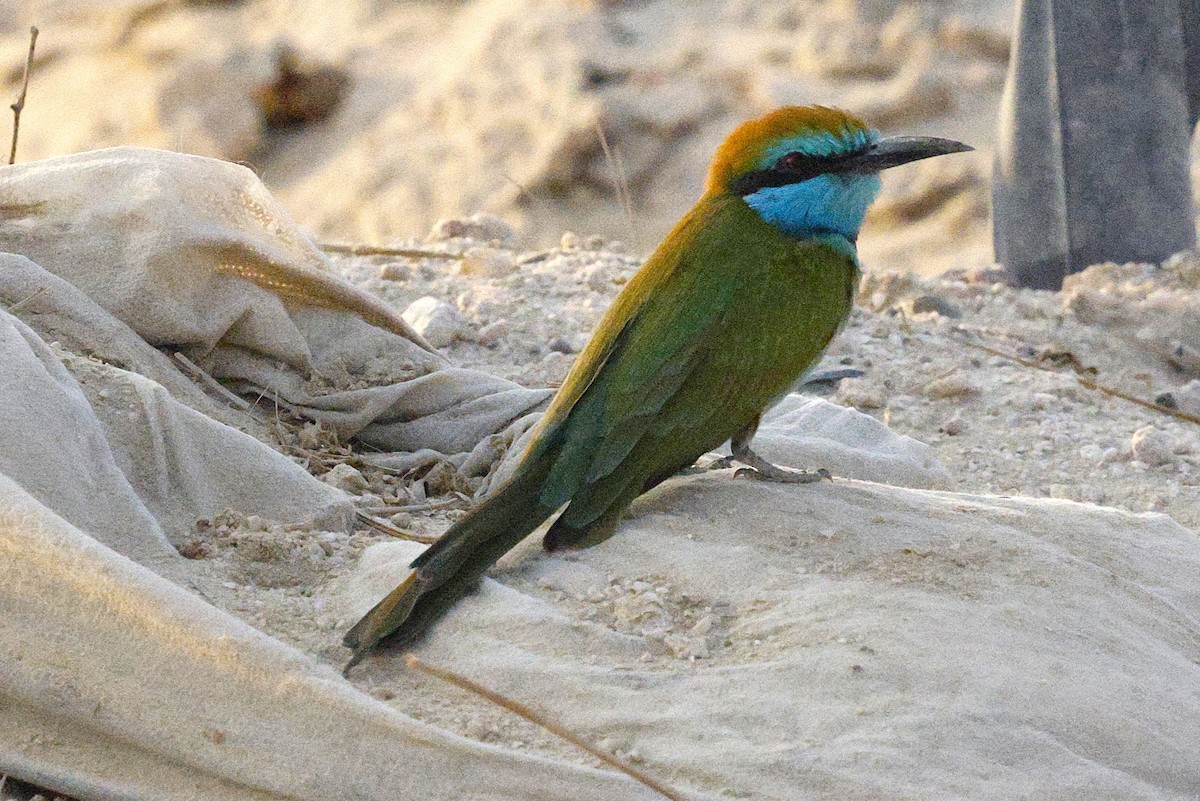 Arabian Green Bee-eater - ML643638065